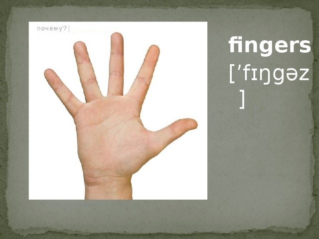 fingers [’fɪŋgəz]