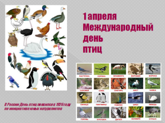 План на каждый день птицы. Всемирный день птиц. 1 Апреля Всемирный день птиц. Надпись Международный день птиц. 1 Апреля Международный день птиц картинки.