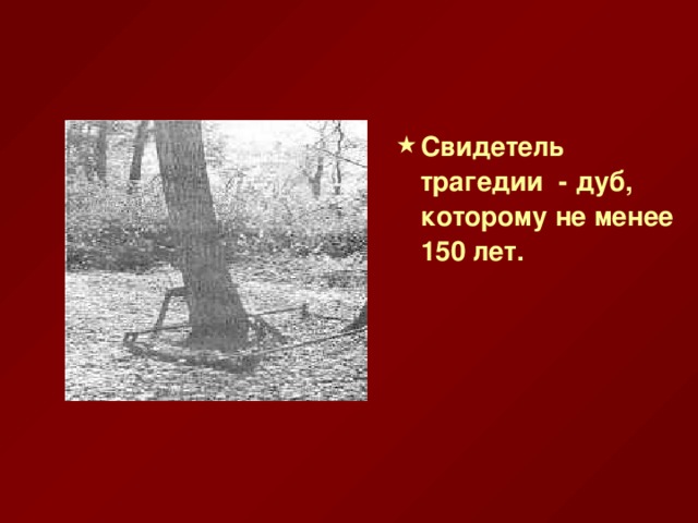 Свидетель трагедии - дуб,  которому не менее 150 лет.