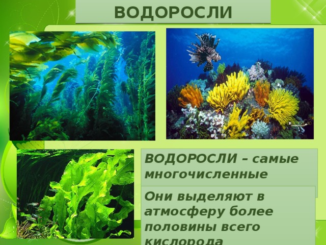 ВОДОРОСЛИ ВОДОРОСЛИ – самые многочисленные растения Они выделяют в атмосферу более половины всего кислорода