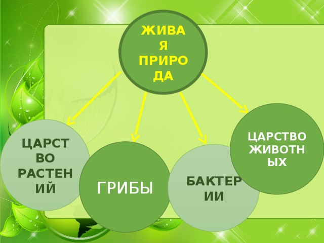 ЖИВАЯ ПРИРОДА ЦАРСТВО  ЖИВОТНЫХ   ЦАРСТВО РАСТЕНИЙ ГРИБЫ БАКТЕРИИ