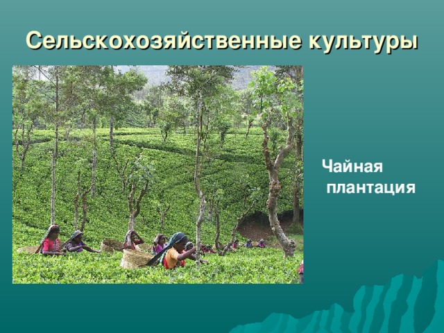 Сельскохозяйственные культуры Чайная  плантация