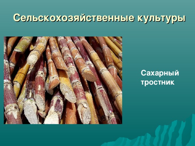 Сельскохозяйственные культуры Сахарный тростник