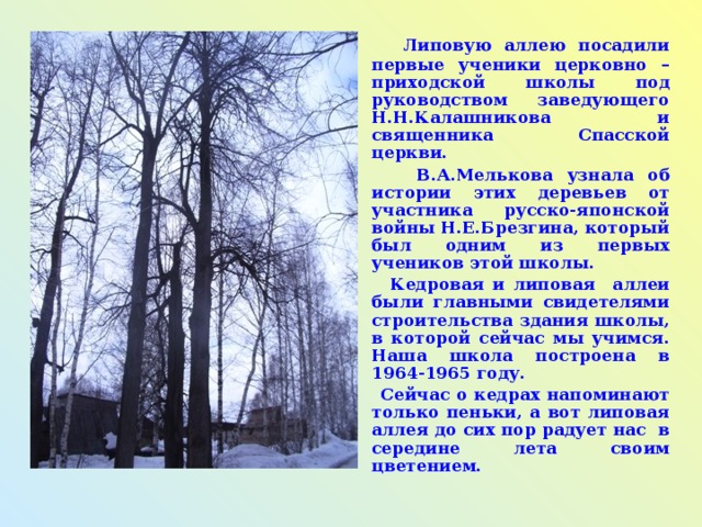 Липовую аллею посадили первые ученики церковно – приходской школы под руководством заведующего Н.Н.Калашникова и священника Спасской церкви.  В.А.Мелькова узнала об истории этих деревьев от участника русско-японской войны Н.Е.Брезгина, который был одним из первых учеников этой школы.  Кедровая и липовая аллеи были главными свидетелями строительства здания школы, в которой сейчас мы учимся. Наша школа построена в 1964-1965 году.  Сейчас о кедрах напоминают только пеньки, а вот липовая аллея до сих пор радует нас в середине лета своим цветением.