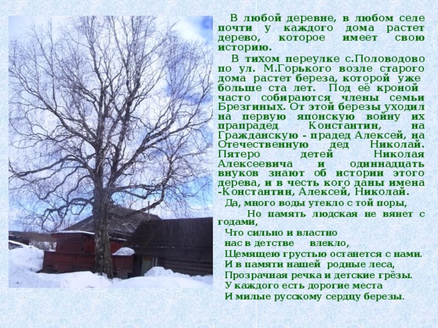 В любой деревне, в любом селе почти у каждого дома растет дерево, которое имеет свою историю.  В тихом переулке с.Половодово по ул. М.Горького возле старого дома  растет береза, которой уже больше ста лет. Под её кроной часто собираются члены семьи Брезгиных. От этой березы уходил на первую японскую войну их прапрадед Константин, на Гражданскую - прадед Алексей, на Отечественную дед Николай. Пятеро детей Николая Алексеевича и одиннадцать внуков знают об истории этого дерева, и в честь кого даны имена -Константин, Алексей, Николай.  Да, много воды утекло с той поры,  Но память людская не вянет с годами,  Что сильно и властно  нас в детстве влекло,  Щемящею грустью останется с нами.  И в памяти нашей родные леса,  Прозрачная речка и детские грёзы.  У каждого есть дорогие места  И милые русскому сердцу березы.