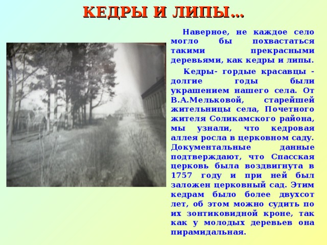 КЕДРЫ И ЛИПЫ…  Наверное, не каждое село могло бы похвастаться такими прекрасными деревьями, как кедры и липы.  Кедры- гордые красавцы - долгие годы были украшением нашего села. От В.А.Мельковой, старейшей жительницы села, Почетного жителя Соликамского района, мы узнали, что кедровая аллея росла в церковном саду. Документальные данные подтверждают, что Спасская церковь была воздвигнута в 1757 году и при ней был заложен церковный сад. Этим кедрам было более двухсот лет, об этом можно судить по их зонтиковидной кроне, так как у молодых деревьев она пирамидальная.