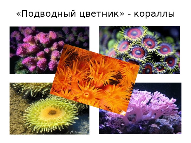 «Подводный цветник» - кораллы