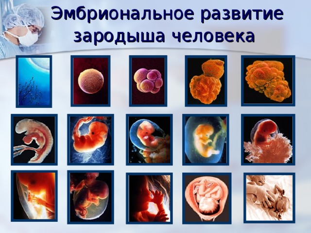 Эмбриональное развитие зародыша человека