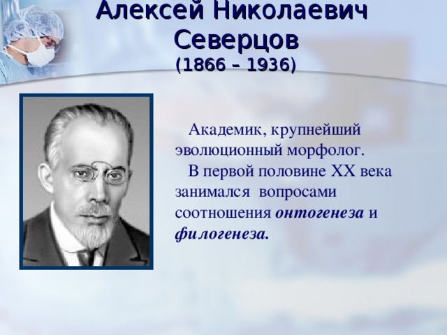 Алексей Николаевич Северцов  (1866 – 1936)  Академик, крупнейший эволюционный морфолог.  В первой половине XX века занимался вопросами соотношения онтогенеза и филогенеза.