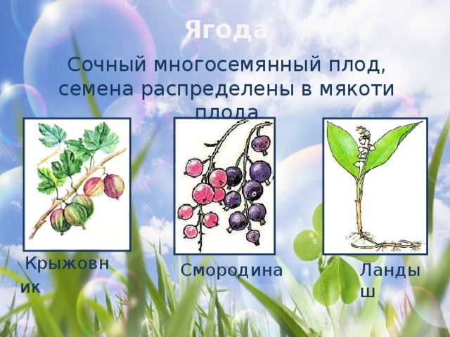 Ягода Cочный многосемянный плод, семена распределены в мякоти плода Крыжовник   Смородина Ландыш