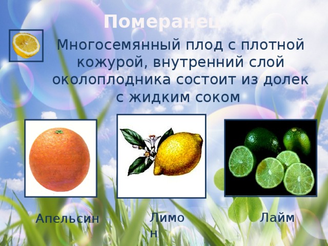 Померанец Многосемянный плод с плотной кожурой, внутренний слой околоплодника состоит из долек с жидким соком Лимон Лайм  Апельсин