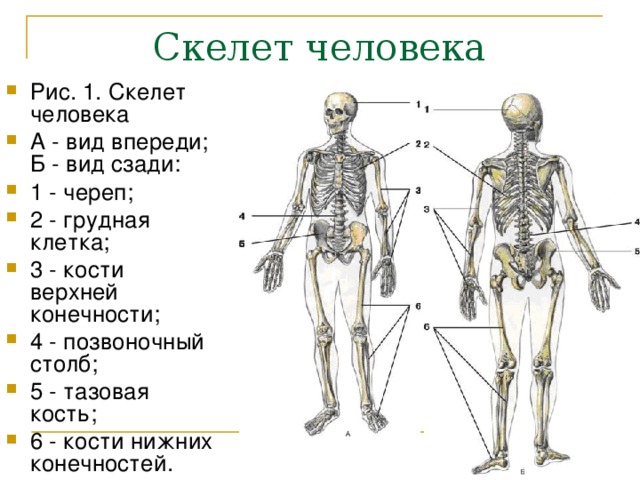 Скелет туловища конечностей. Строение скелета человека вид спереди.