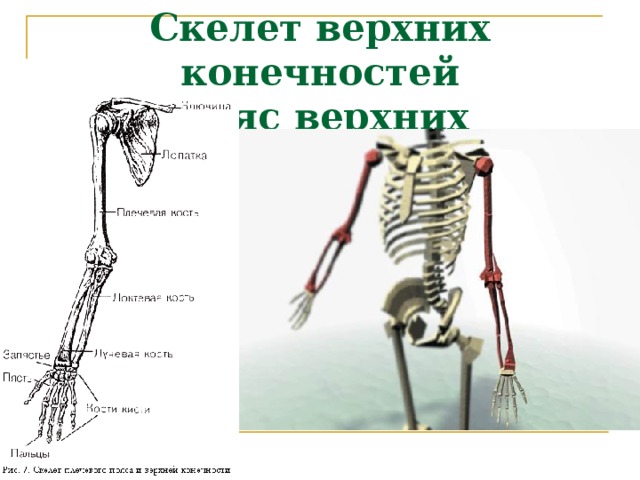 Скелет верхних конечностей  Пояс верхних конечностей
