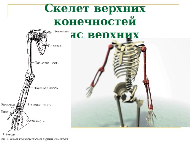 Скелет верхней конечности рисунки