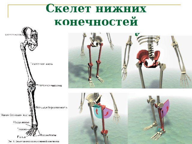 Скелет нижних конечностей  Пояс нижних конечностей
