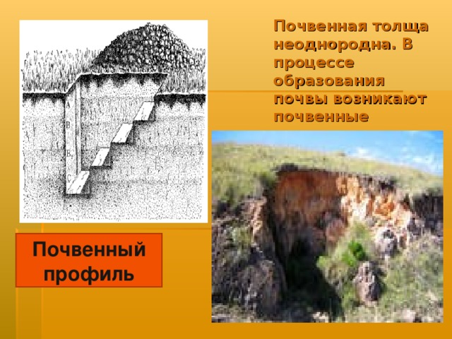 Почвенная толща неоднородна. В процессе образования почвы возникают почвенные горизонты. Почвенный профиль