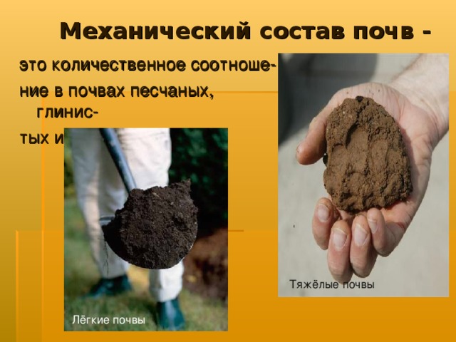 Механический состав почв - это количественное соотноше- ние в почвах песчаных, глинис- тых и др. частиц. Тяжёлые почвы Лёгкие почвы