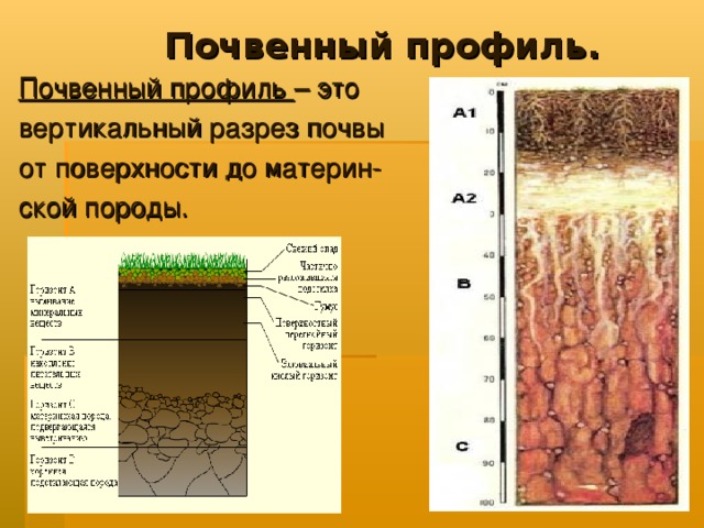 Почвенный профиль. Почвенный профиль – это вертикальный разрез почвы от поверхности до материн- ской породы.