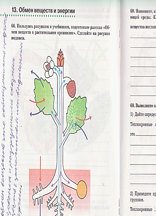 Укажи название изображенного на рисунке процесса жизнедеятельности растений скайсмарт ответы