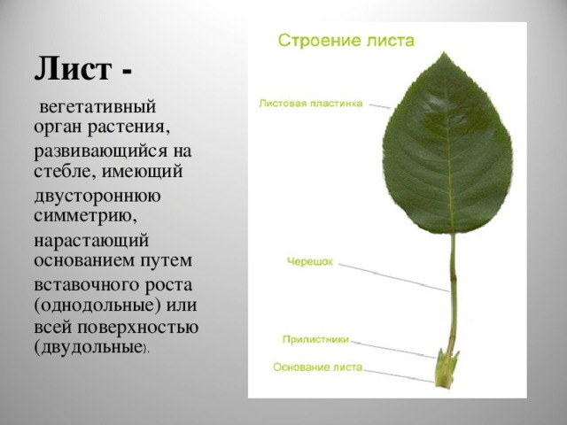 Лист -   вегетативный орган растения, развивающийся на стебле, имеющий двустороннюю симметрию, нарастающий основанием путем вставочного роста (однодольные) или всей поверхностью (двудольные ).