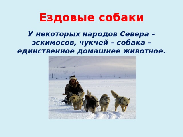 Ездовые собаки У некоторых народов Севера – эскимосов, чукчей – собака – единственное домашнее животное.