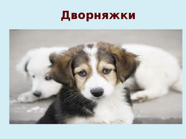 Дворняжки