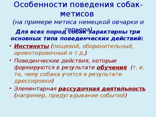 Особенности поведения собак-метисов  (на примере метиса немецкой овчарки и терьера) Для всех пород собак характерны три основных типа поведенческих действий: