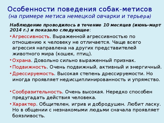 Особенности поведения собак-метисов  (на примере метиса немецкой овчарки и терье ра) Наблюдение проводилось в течение 10 месяцев (июнь-март 2014 г.) и показало следующее :