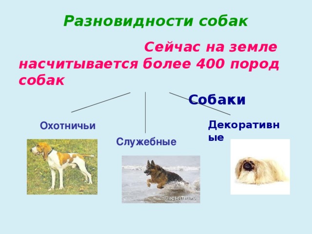 Разновидности собак    Сейчас на земле насчитывается более 400 пород собак  Собаки  Декоративные Охотничьи Служебные