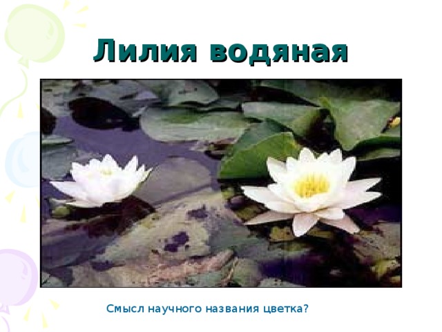 Лилия водяная Смысл научного названия цветка?