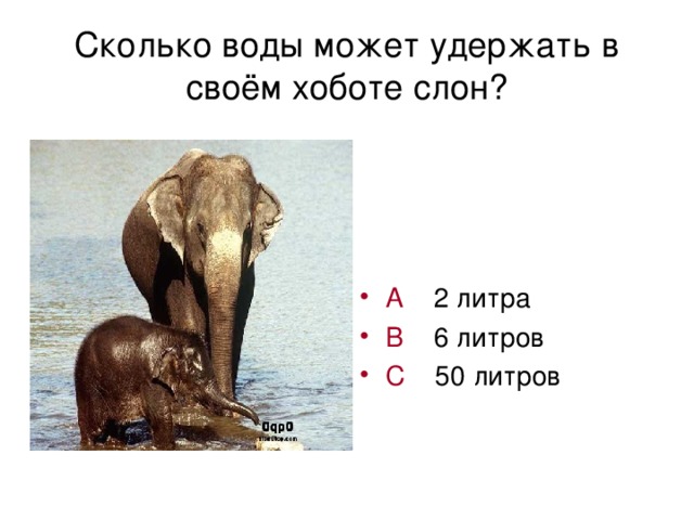 Сколько воды может удержать в своём хоботе слон?