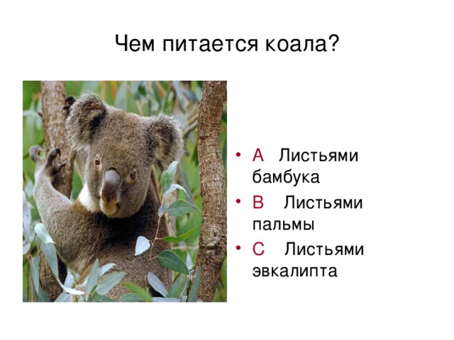 Чем питается коала?