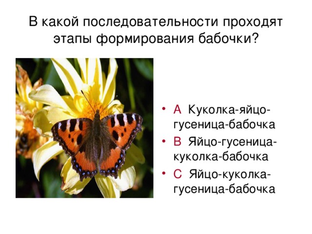 В какой последовательности проходят этапы формирования бабочки?