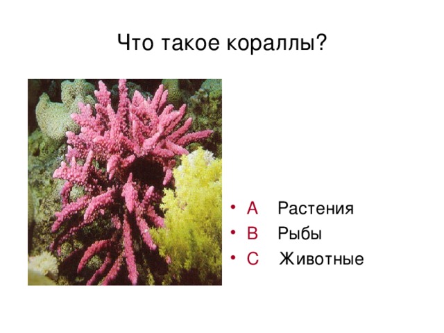 Что такое кораллы?