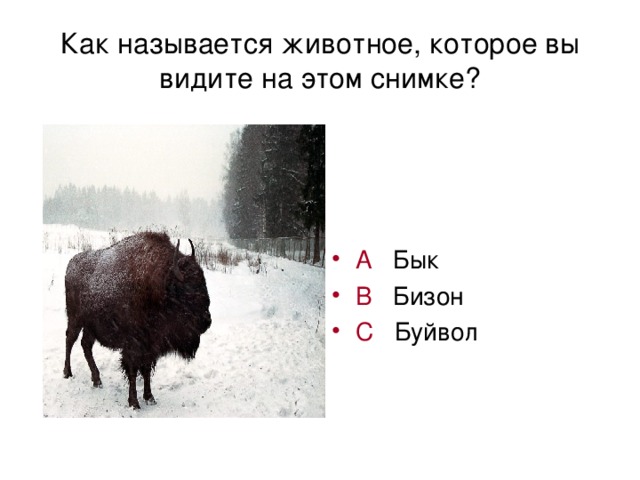 Как называется животное, которое вы видите на этом снимке?