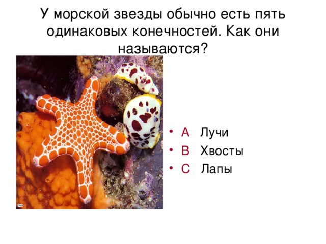 У морской звезды обычно есть пять одинаковых конечностей. Как они называются?