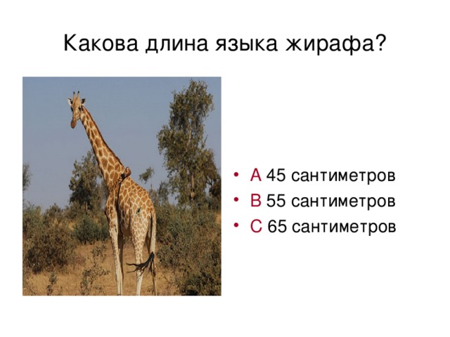 Какова длина языка жирафа?