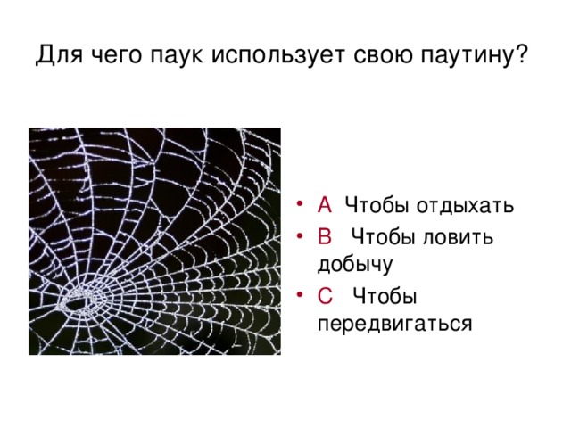 Для чего паук использует свою паутину?