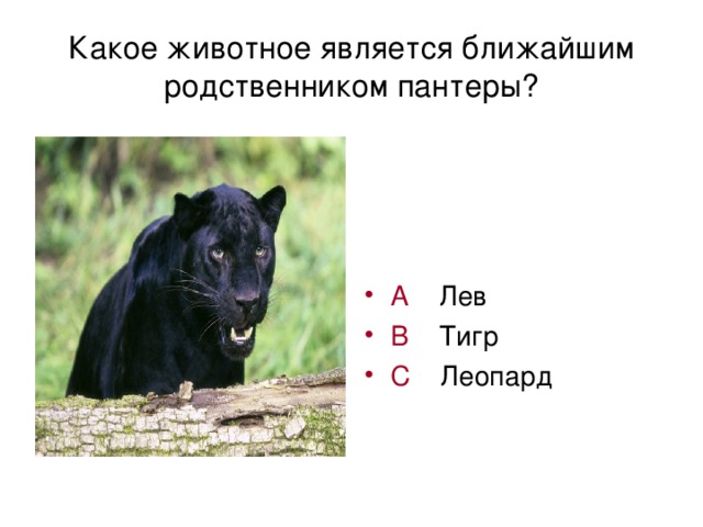 Какое животное является ближайшим родственником пантеры?