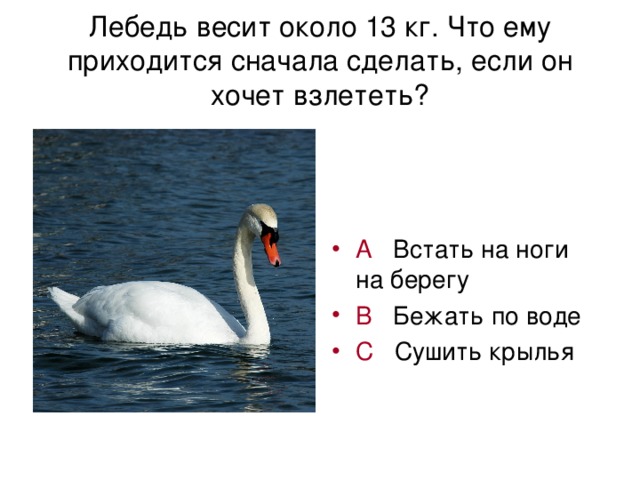 Лебедь весит около 13 кг. Что ему приходится сначала сделать, если он хочет взлететь?