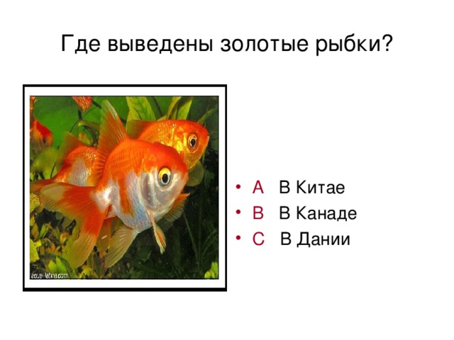 Где выведены золотые рыбки?