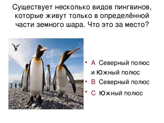 Существует несколько видов пингвинов, которые живут только в определённой части земного шара. Что это за место?