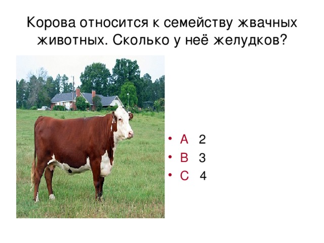 Корова относится к семейству жвачных животных. Сколько у неё желудков?