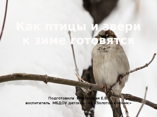 Как птицы и звери к зиме готовятся   Подготовила Полтавская Е.В. воспитатель МБДОУ детский сад «Золотой ключик»