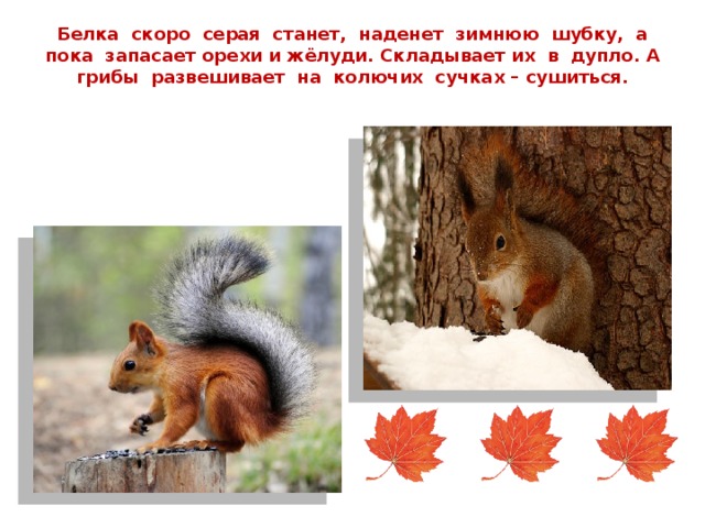 Белка скоро серая станет, наденет зимнюю шубку, а пока запасает орехи и жёлуди. Складывает их в дупло. А грибы развешивает на колючих сучках – сушиться.