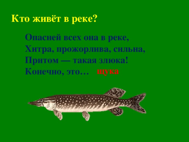 Кто живёт в реке? Опасней всех она в реке, Хитра, прожорлива, сильна, Притом — такая злюка! Конечно, это…  щука