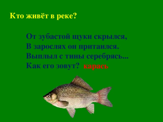 Кто живёт в реке? От зубастой щуки скрылся,  В зарослях он притаился.  Выплыл с тины серебрясь...  Как его зовут?    карась