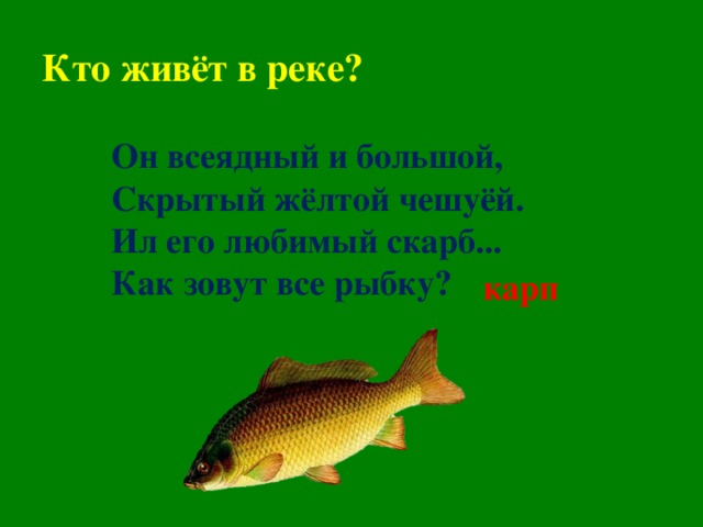 Кто живёт в реке? Он всеядный и большой, Скрытый жёлтой чешуёй. Ил его любимый скарб... Как зовут все рыбку?    карп