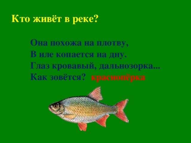 Кто живёт в реке? Она похожа на плотву, В иле копается на дну. Глаз кровавый, дальнозорка... Как зовётся?    краснопёрка