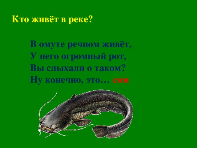 Кто живёт в реке? В омуте речном живёт, У него огромный рот, Вы слыхали о таком? Ну конечно, это…    сом